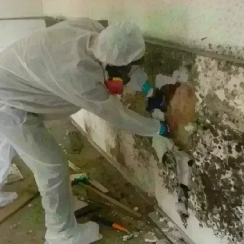 Mold Remediation and Removal in Coronado, CA